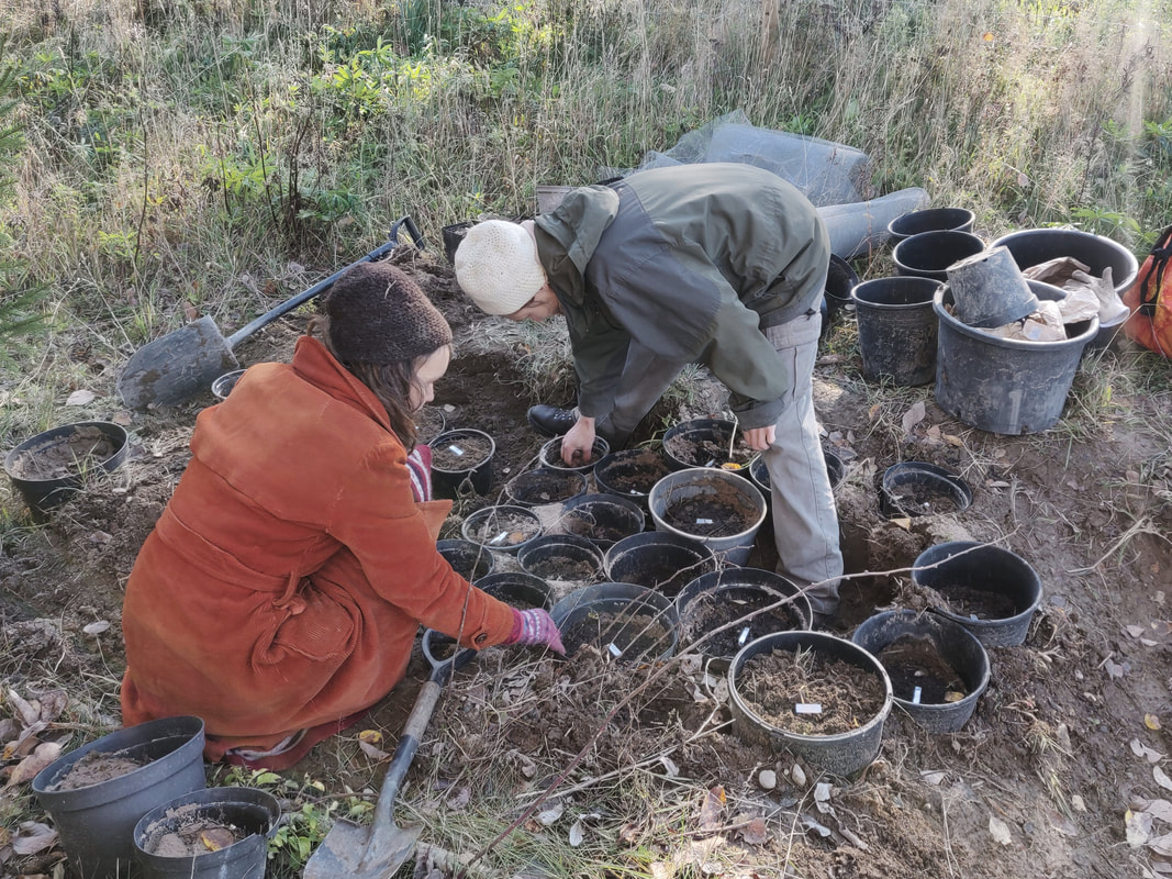 Pähkinänjalostushankkeen kuulumisia ja suunnitelmia